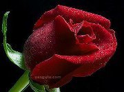 سمسمةقلبى سمسمه