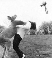 محمود الشلقامى