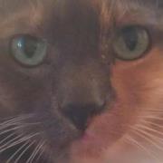 Lucy Furballs