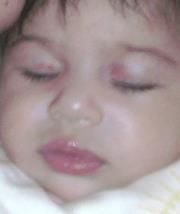 ظل الياسمين