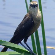 Sabrina Smith bowman