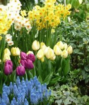 Meredith Stump denney