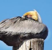 Lee A pseudogrammaton