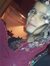 Shahd A...