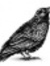 Ravenrh...