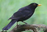 زرياب الأندلسي