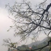 Himali Wickramasinghe