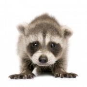 Carlos López Gutiérrez