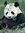 Will Lim