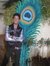 Ronit P...