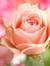 Arushi ...