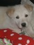 Renae