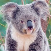 Анна Лекова