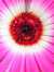 Anirban