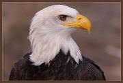 Abraham Gm