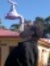 Amro Labib