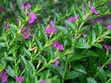Heather 