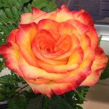 Shelly Stowell leach