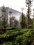 Sinewra...