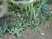 Maroola Tree