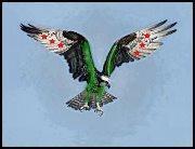 صقرالقصير الحره