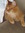 Furkie