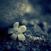 زهر الياسمين