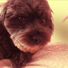 Sheena