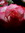 Nb | 4 comments