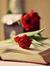 Fariha ...