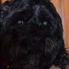 Wayne