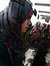 Anies Lach