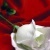 د.محمود حجاج