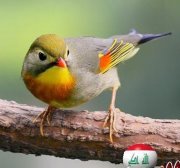 عبد المهيمن