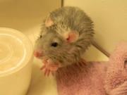 Molly Hardersen johnson