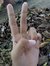 Renny N...