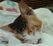 Foolcat Vincent