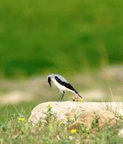 مجتبى آل سنبل