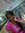 Seema L...