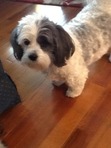 Sophiebearsmom Sophiebearsmom