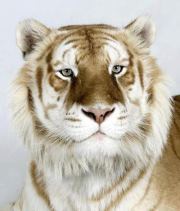 احمد الغباشي