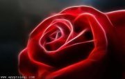 Rose Light
