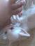 Seema H...