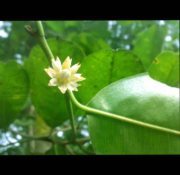 ഇലഞ്ഞി പൂക്കള്