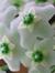 Hoya Hoya