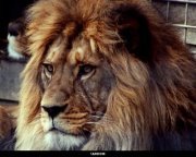 طارق السنفاز