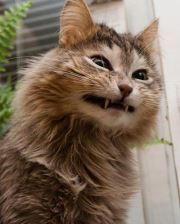 Марианна Синенко