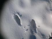 سونیا شکوری