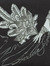 Xindi H