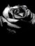 Blackrose